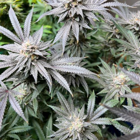 BlackBerry Moonrocks  growlog timeline photo