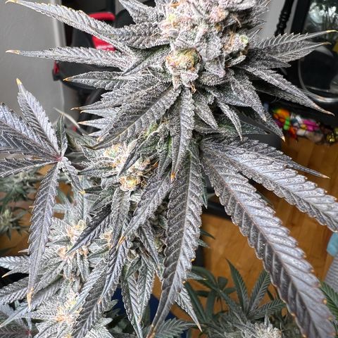 BlackBerry Moonrocks  growlog timeline photo