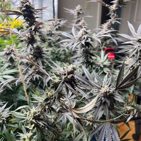BlackBerry Moonrocks  growlog timeline photo