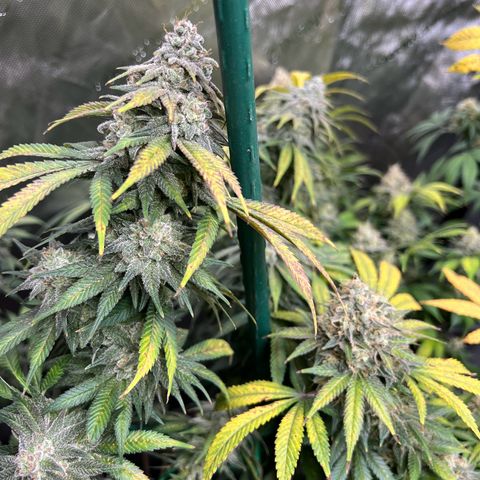 Gorilla Glue #4 growlog timeline photo