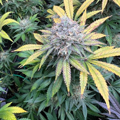 Gorilla Glue #4 growlog timeline photo