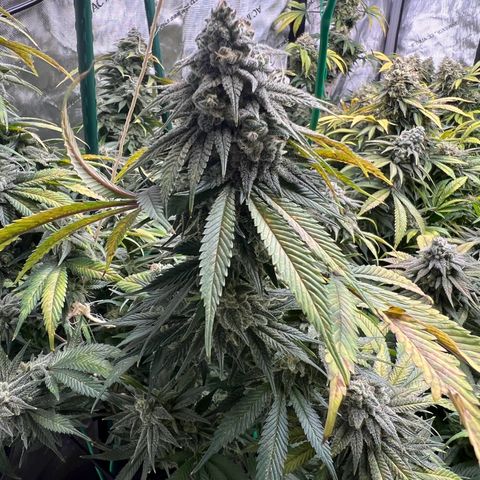 Gorilla Glue #4 growlog timeline photo