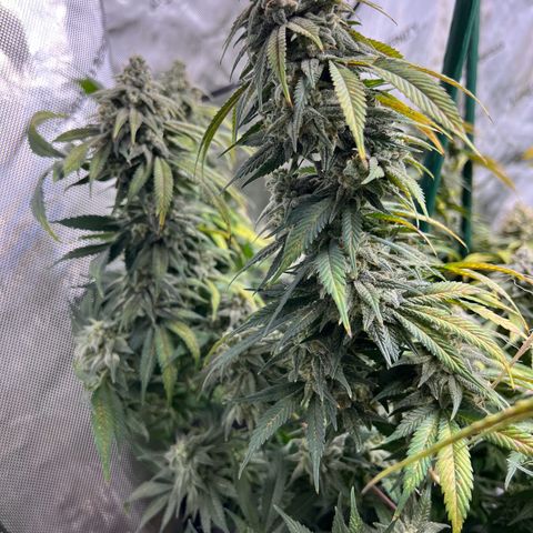 Gorilla Glue #4 growlog timeline photo