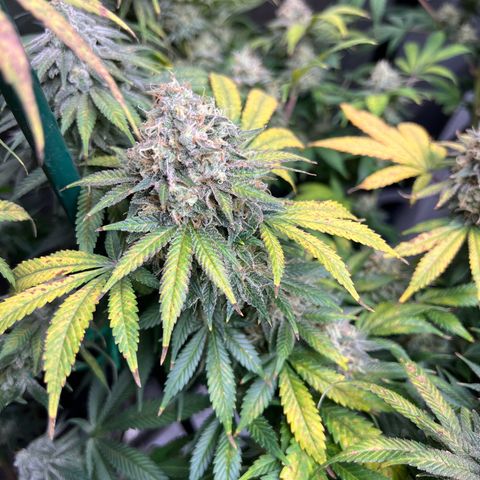 Gorilla Glue #4 growlog timeline photo