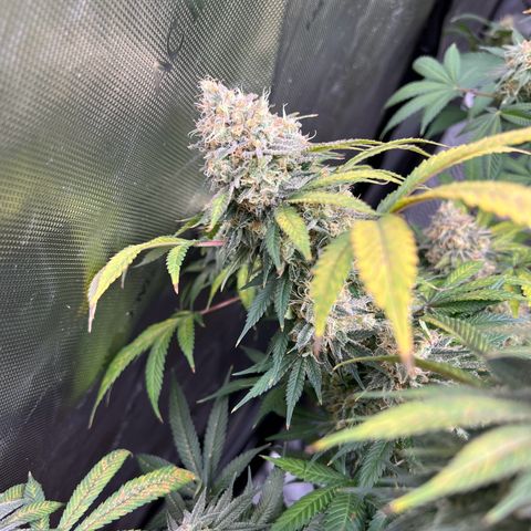 Gelato growlog timeline photo