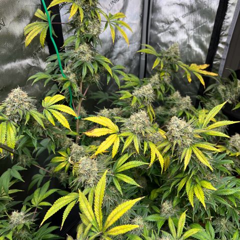 Gelato growlog timeline photo
