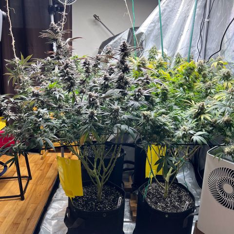 Godfather OG growlog timeline photo