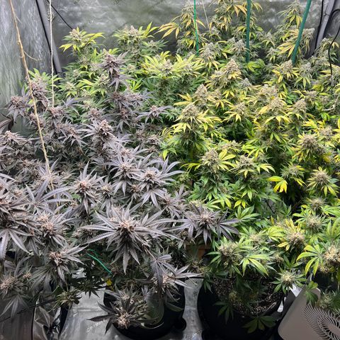 Godfather OG growlog photo: Going 1 more week