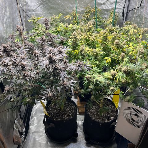 Godfather OG growlog photo: Going 1 more week