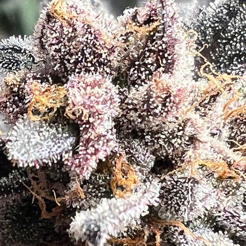 BlackBerry Moonrocks  growlog timeline photo