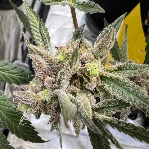 BlackBerry Moonrocks  growlog timeline photo