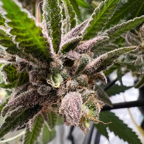 BlackBerry Moonrocks  growlog timeline photo