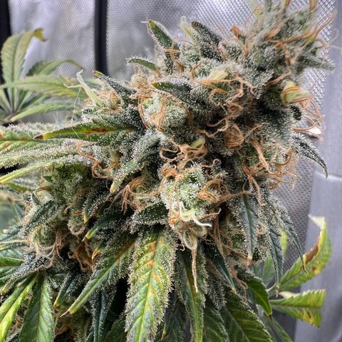 Gelato growlog timeline photo