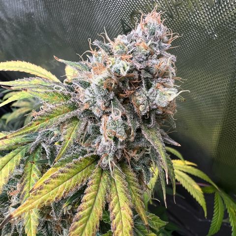 Gelato growlog timeline photo