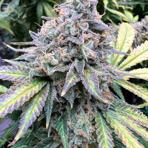 Gelato growlog timeline photo