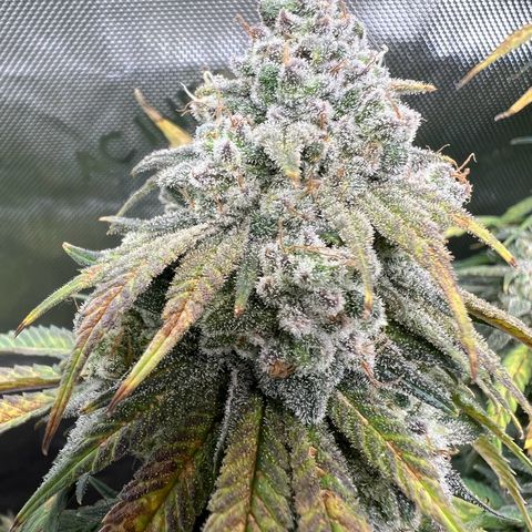 Gorilla Glue #4 growlog timeline photo
