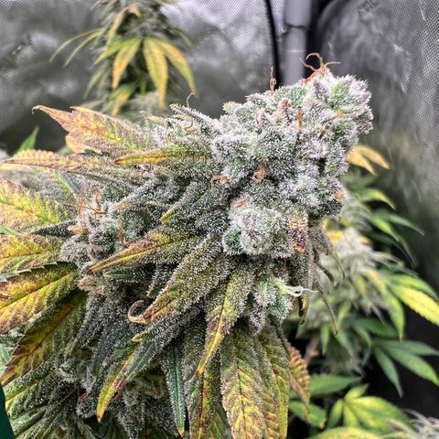 Gorilla Glue #4 growlog timeline photo