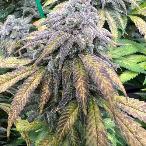 Gorilla Glue #4 growlog timeline photo