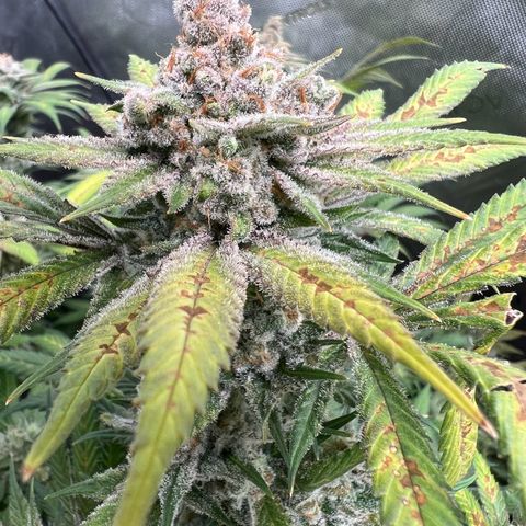 Godfather OG growlog timeline photo