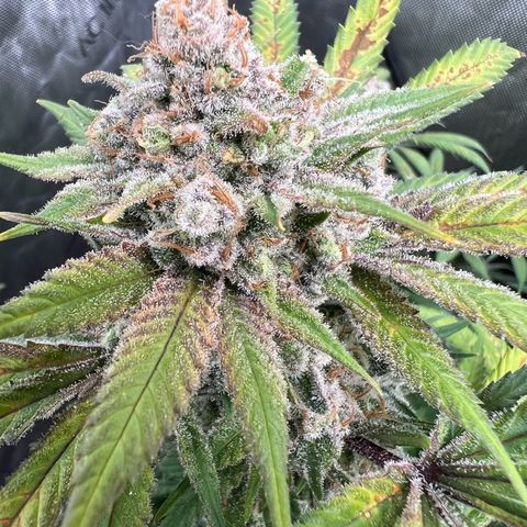 Godfather OG growlog timeline photo