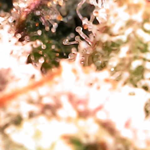 Godfather OG growlog timeline photo