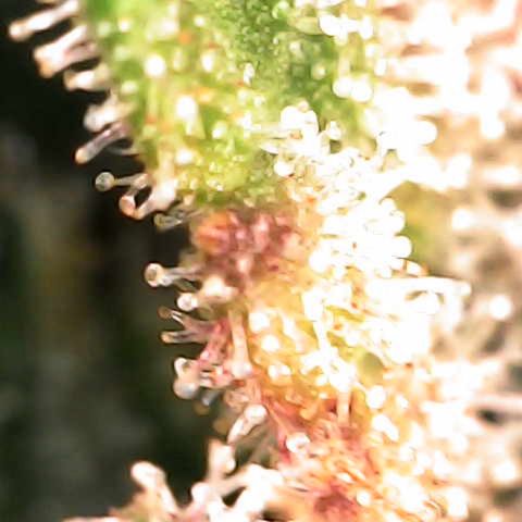 Godfather OG growlog timeline photo