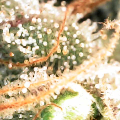 Godfather OG growlog timeline photo