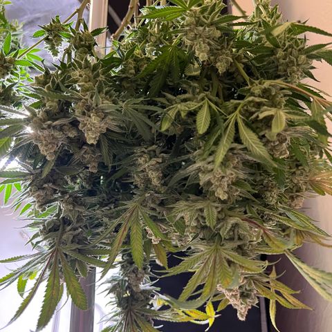 Godfather OG growlog timeline photo