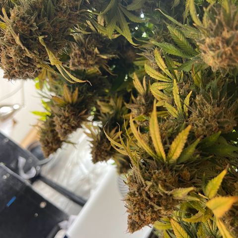 Gorilla Glue #4 growlog timeline photo