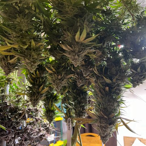 Gelato growlog timeline photo