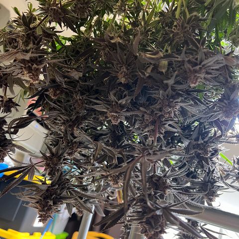 BlackBerry Moonrocks  growlog timeline photo