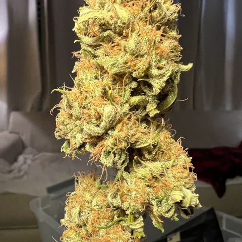 Gelato growlog timeline photo