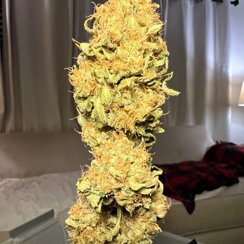 Gelato growlog timeline photo