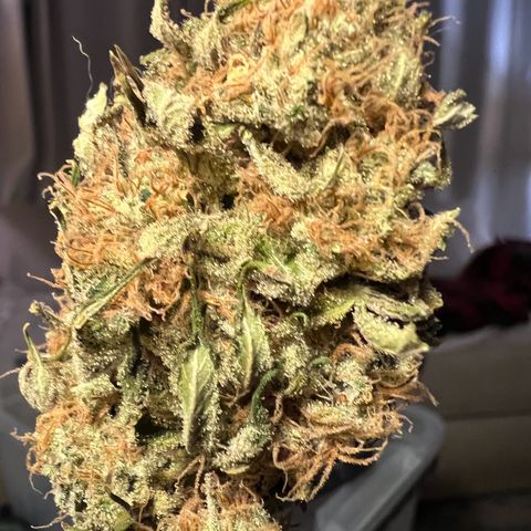 Gelato growlog timeline photo