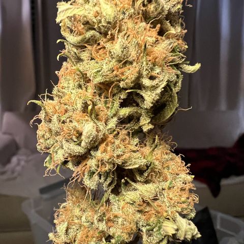 Gelato growlog timeline photo
