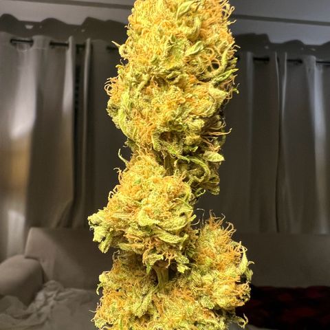 Gelato growlog timeline photo