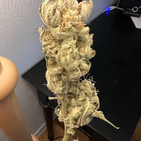 Godfather OG growlog timeline photo