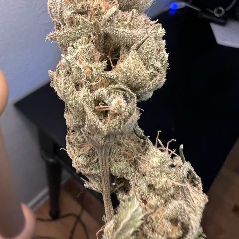 Godfather OG growlog timeline photo