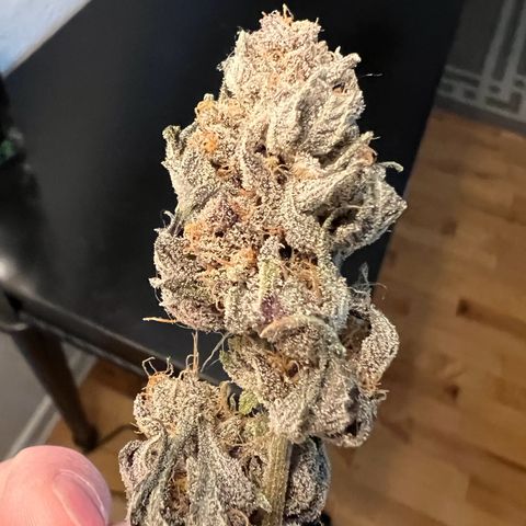 Godfather OG growlog timeline photo