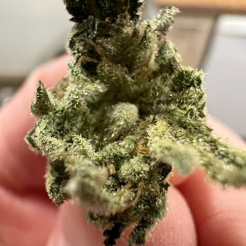 Gorilla Glue #4 growlog timeline photo
