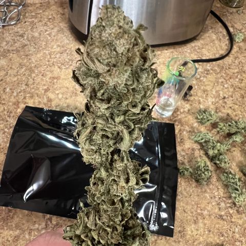 Gorilla Glue #4 growlog timeline photo