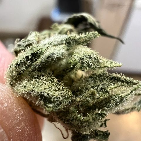 Gorilla Glue #4 growlog timeline photo