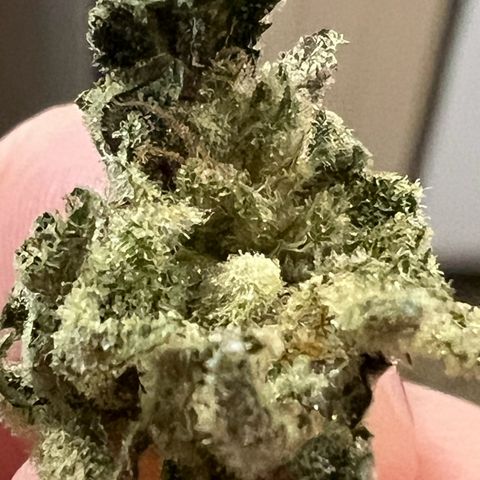 Gorilla Glue #4 growlog timeline photo