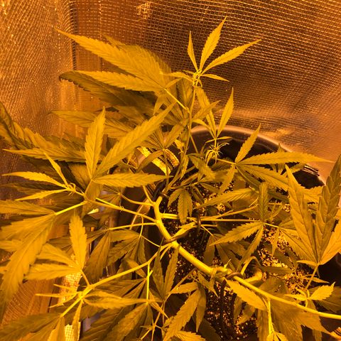 Dr. Greenspoon  growlog timeline photo