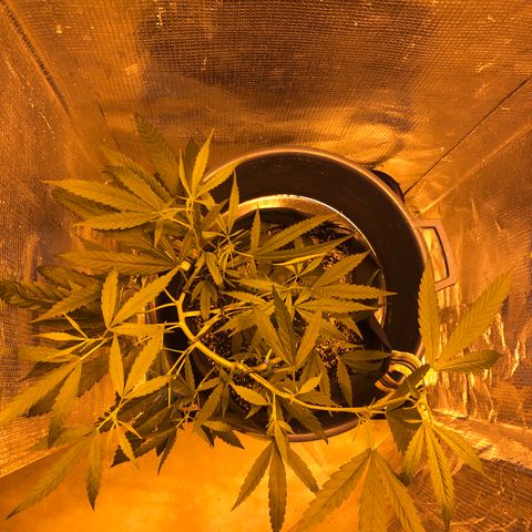 Dr. Greenspoon  growlog timeline photo