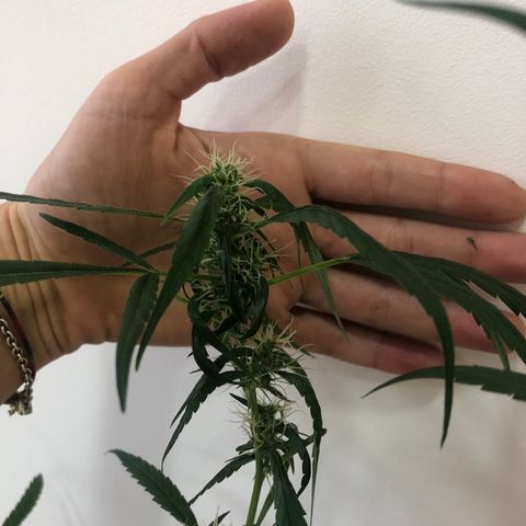 Dr. Greenspoon  growlog timeline photo