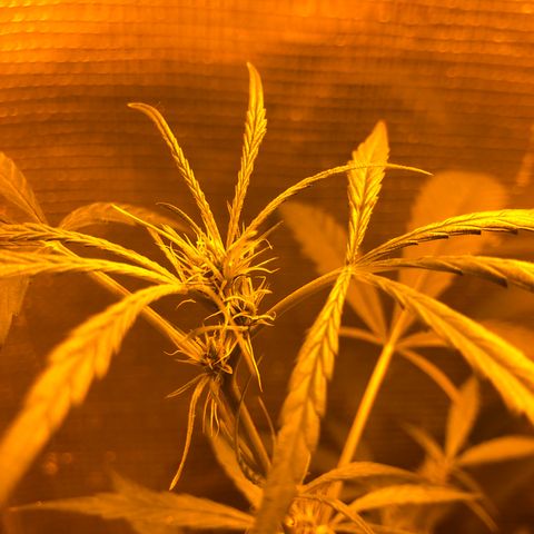 Dr. Greenspoon  growlog timeline photo