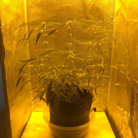 Dr. Greenspoon  growlog timeline photo