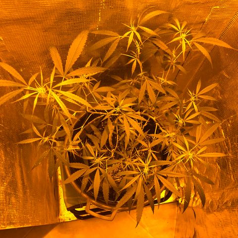 Dr. Greenspoon  growlog timeline photo