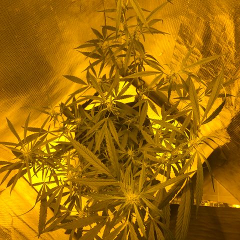 Dr. Greenspoon  growlog timeline photo